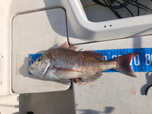 マダイの釣果