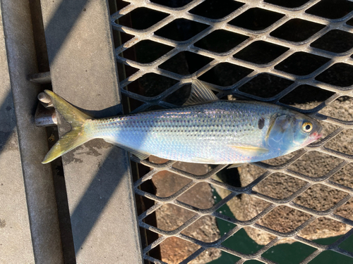 コノシロの釣果