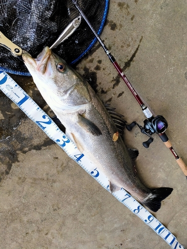 シーバスの釣果