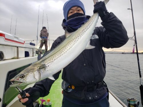 サワラの釣果