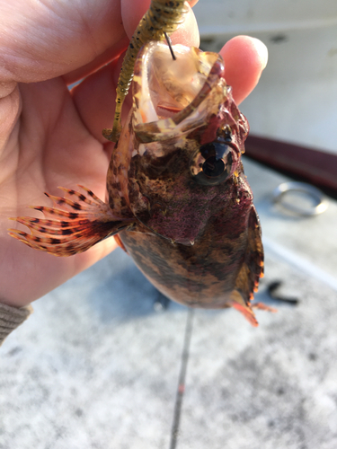 ヨロイメバルの釣果