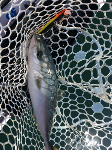 イナダの釣果