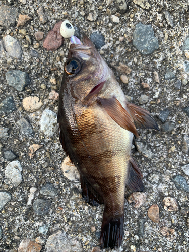 メバルの釣果