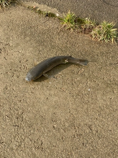 ウグイの釣果