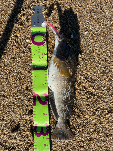 アイナメの釣果