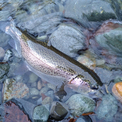 ニジマスの釣果