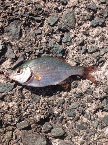 ウミタナゴの釣果