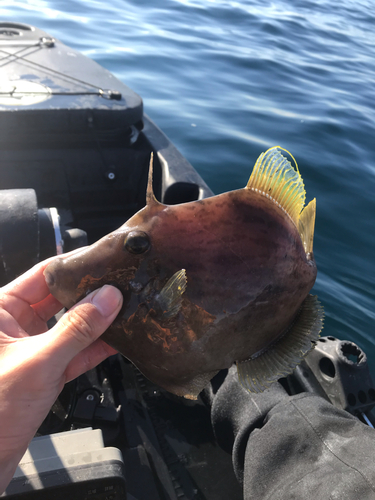 カワハギの釣果