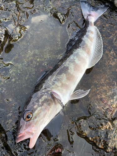 ホッケの釣果