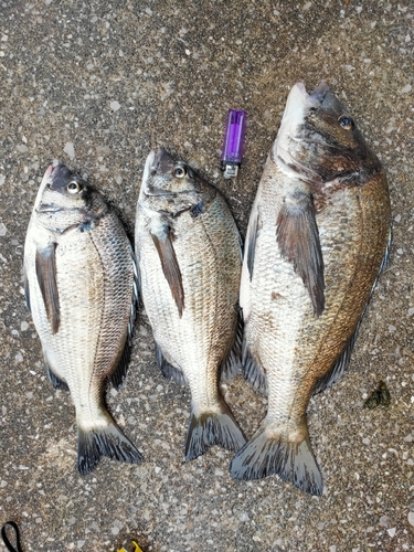 クロダイの釣果