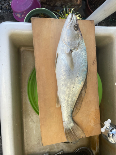 ニベの釣果