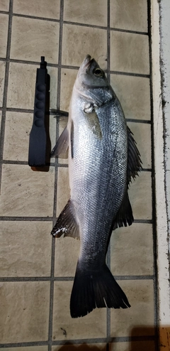 フッコ（ヒラスズキ）の釣果