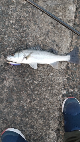 セイゴ（マルスズキ）の釣果