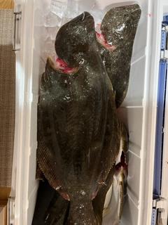 ヒラメの釣果