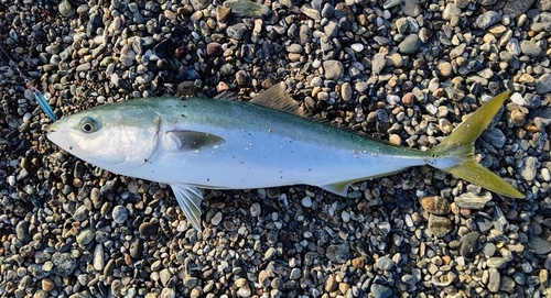 メジロの釣果