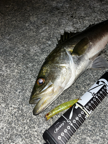 シーバスの釣果