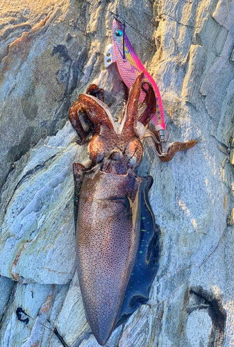 アオリイカの釣果