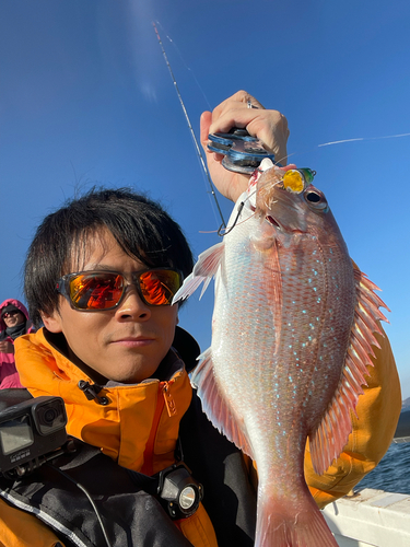 マダイの釣果