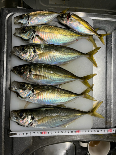 アジの釣果