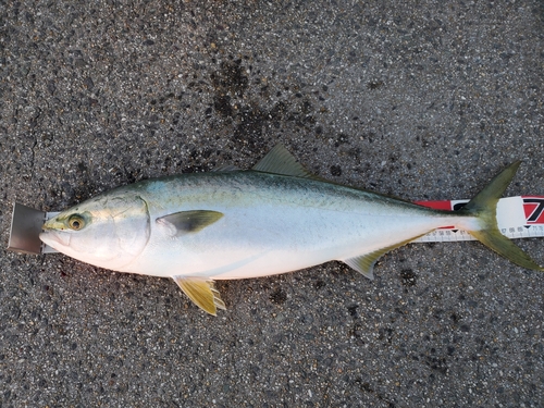 ブリの釣果