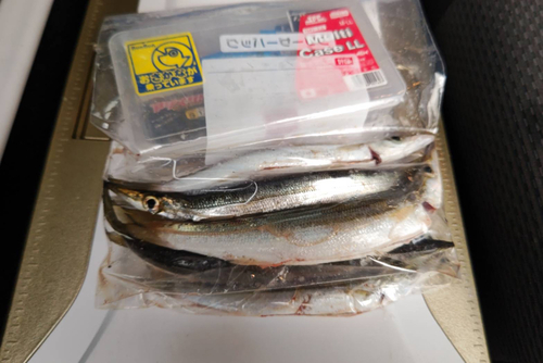 カマスの釣果