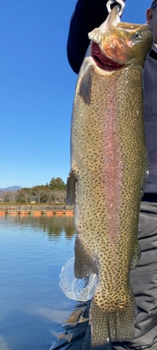 ニジマスの釣果