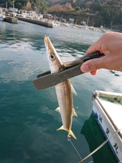 アカカマスの釣果