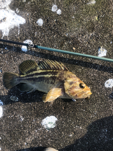 シマソイの釣果