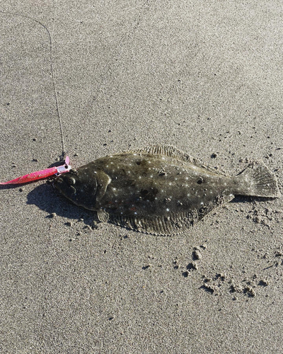 ヒラメの釣果