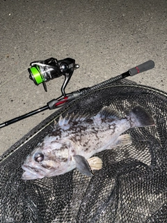 クロソイの釣果