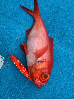 キンメダイの釣果