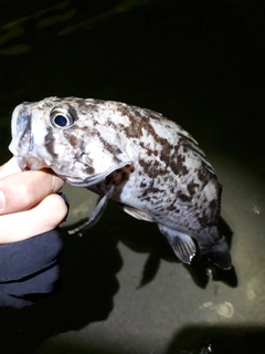 ソイの釣果