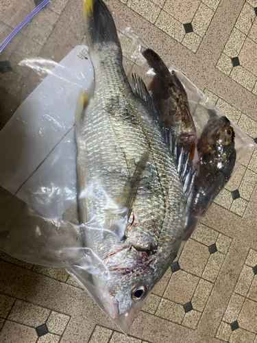 釣果