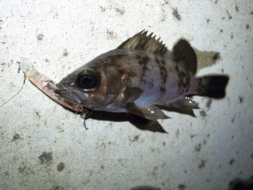 メバルの釣果