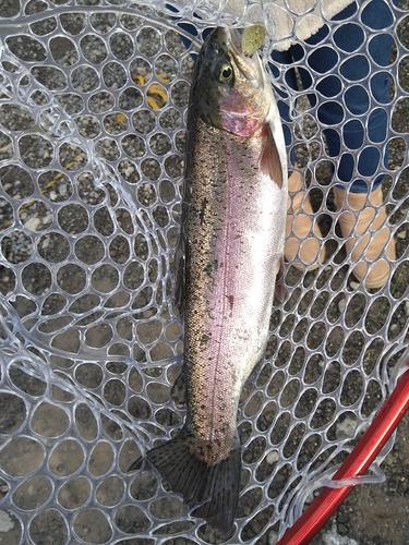 ニジマスの釣果