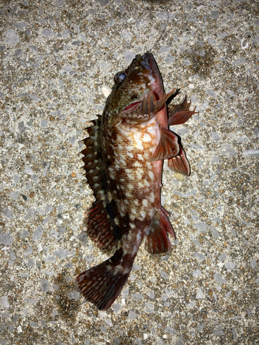 カサゴの釣果