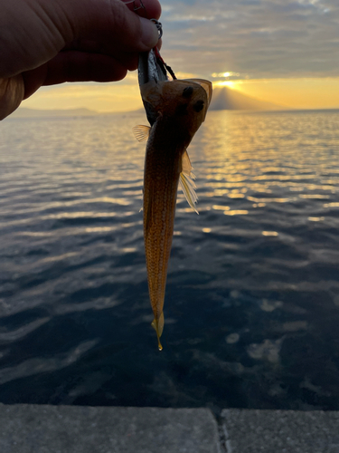 エソの釣果