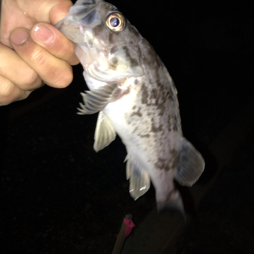 クロソイの釣果