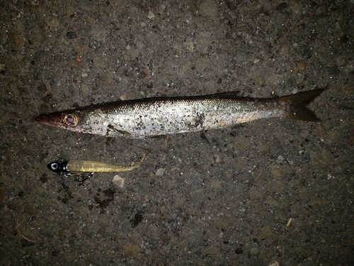 カマスの釣果