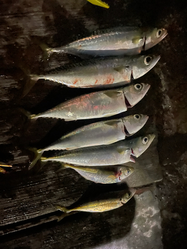 アジの釣果