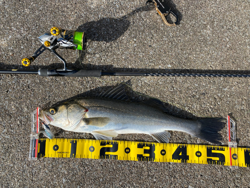 シーバスの釣果