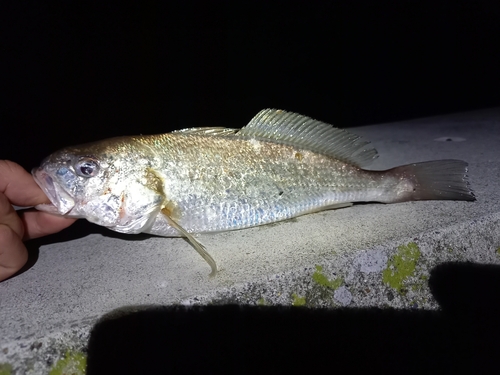 イシモチの釣果