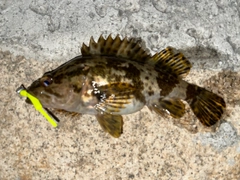 タケノコメバルの釣果