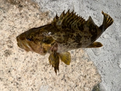 タケノコメバルの釣果