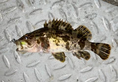 タケノコメバルの釣果