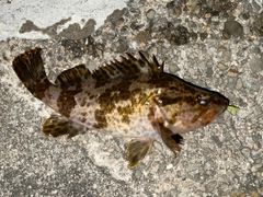 タケノコメバルの釣果