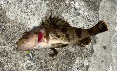 タケノコメバルの釣果