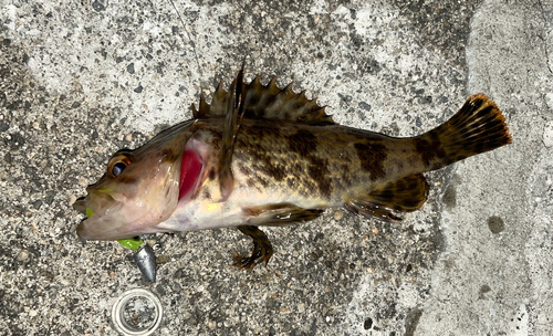 タケノコメバルの釣果