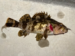 タケノコメバルの釣果