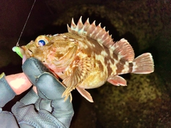 カサゴの釣果